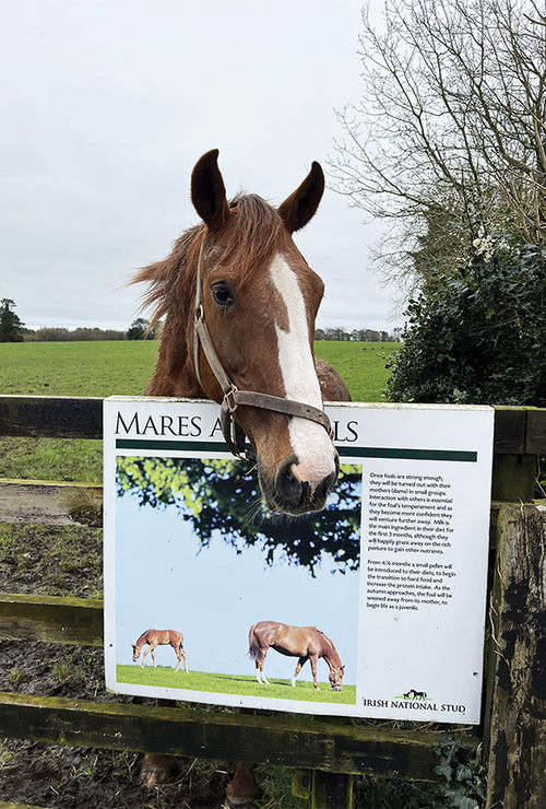 A friendly horse at the Irish National Stud and Gardens. A friendly horse at the Irish National Stud and Gardens.