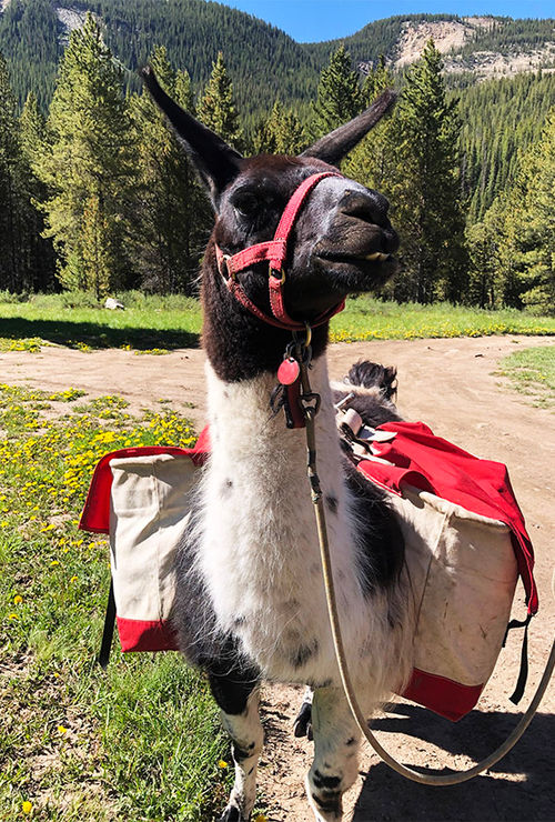 A llama awaits the start of a hike with Paragon Guides near Vail, Colo. A llama awaits the start of a hike with Paragon Guides near Vail, Colo.
