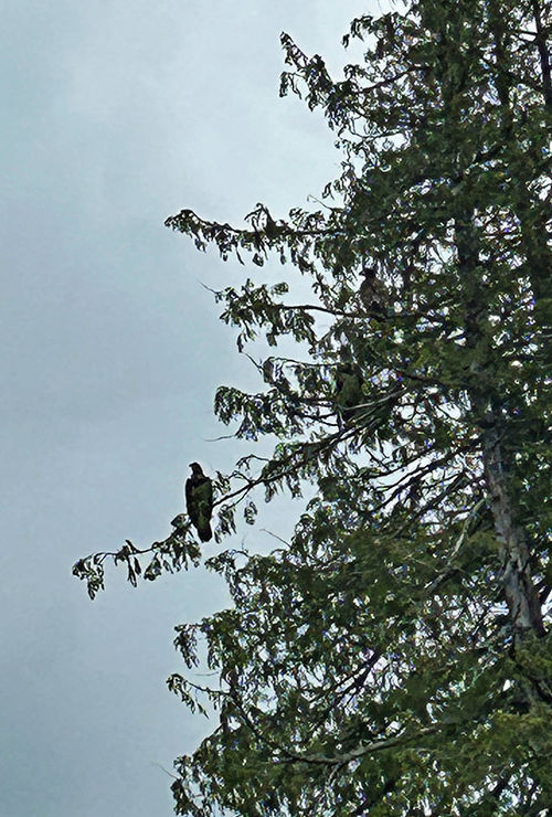 A perching bald eagle spotted on the excursion. A perching bald eagle spotted on the excursion.