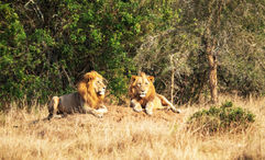 Lions in Akagera National Park in Rwanda.