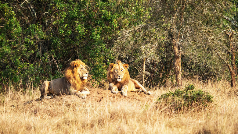 Lions in Akagera National Park in Rwanda.
