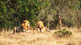 Lions in Akagera National Park in Rwanda.