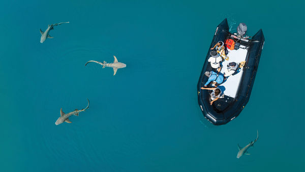 Nurse sharks swimming near a Zodiac in Kuri Bay. Nurse sharks swimming near a Zodiac in Kuri Bay.
